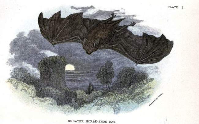 Name:  Animal-British-mammal-1896-Bat-and-full-moon.jpg
Views: 324
Size:  36.1 KB