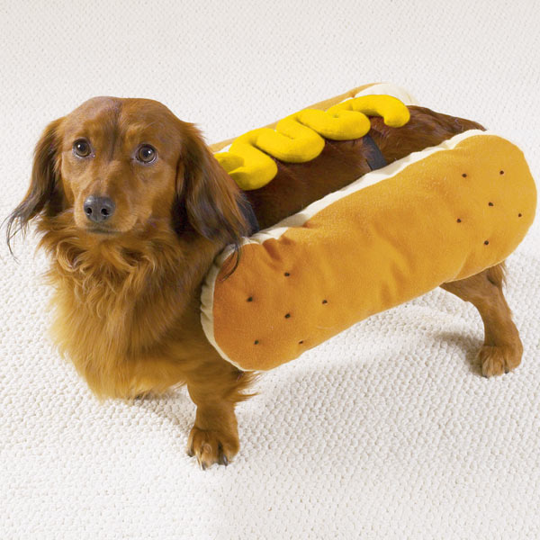 Name:  hot-dog-with-mustard-dog-costume.JPG
Views: 516
Size:  73.1 KB