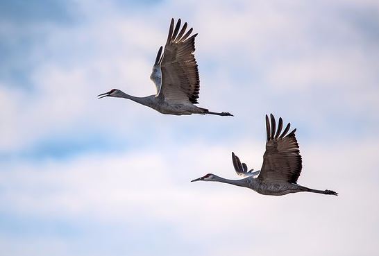 Name:  Cranes Flying.JPG
Views: 6267
Size:  22.1 KB
