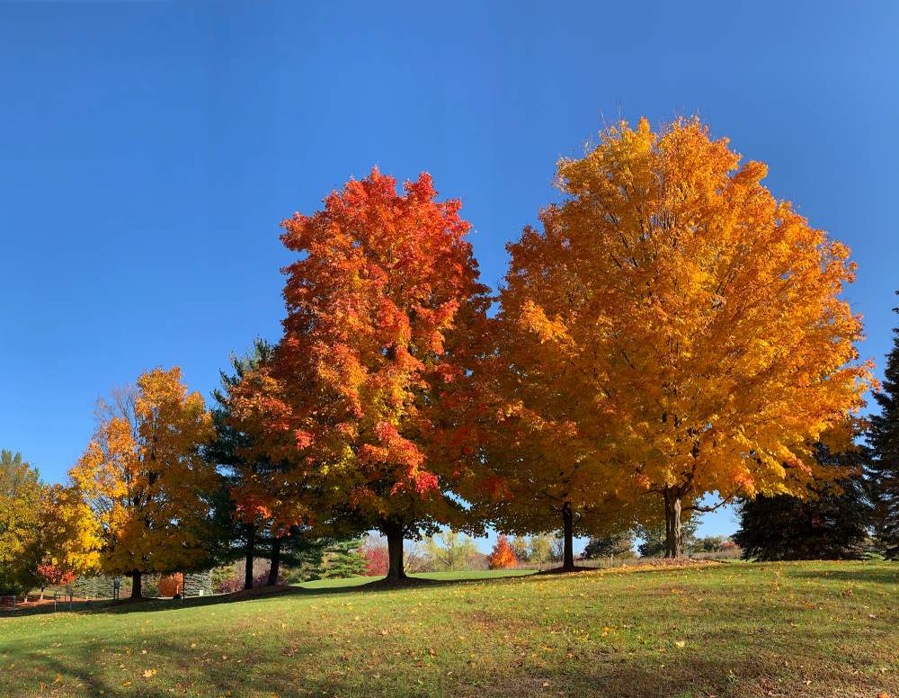 Name:  2019-Oct-fall-colors.jpg
Views: 5247
Size:  141.1 KB