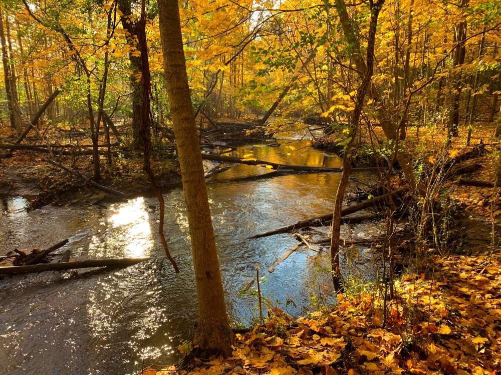 Name:  2019-Oct-fall-colors-river.jpg
Views: 5230
Size:  218.5 KB