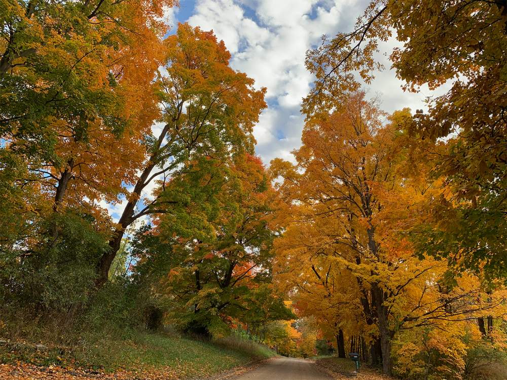 Name:  autumn-color-country-road.jpg
Views: 1024
Size:  192.2 KB