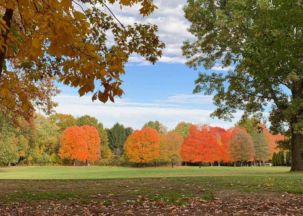 Name:  autumn-color-treeline.jpg
Views: 1009
Size:  167.0 KB