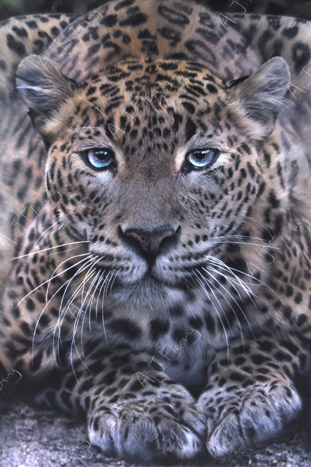 Name:  leopard.jpg
Views: 512
Size:  138.6 KB