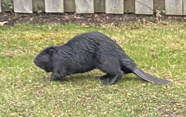 Name:  beaver.jpg
Views: 303
Size:  132.6 KB