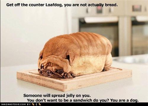 Name:  loafdog.jpg
Views: 2237
Size:  32.2 KB