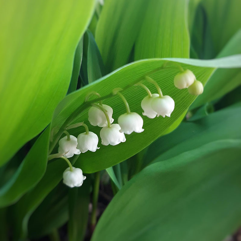Name:  lily-of-the-valley_800x.jpg
Views: 444
Size:  66.8 KB