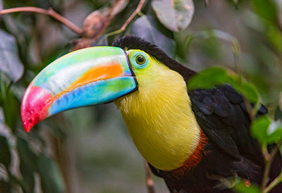 Name:  keel-billed-toucan.jpg
Views: 447
Size:  29.8 KB